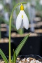 Pleated snowdrop (galanthus plicatus) flower