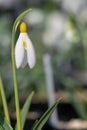 Pleated snowdrop (galanthus plicatus) flower