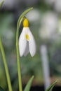 Pleated snowdrop (galanthus plicatus) flower