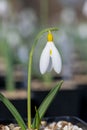 Pleated snowdrop (galanthus plicatus) flower