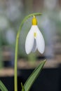 Pleated snowdrop (galanthus plicatus) flower