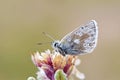 Plebejus aegagrus butterfly , endemic butterflies of Iran Royalty Free Stock Photo