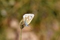 Plebejus aegagrus butterfly , endemic butterflies of Iran Royalty Free Stock Photo