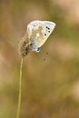 Plebejus aegagrus butterfly , endemic butterflies of Iran Royalty Free Stock Photo