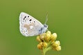 Plebejus aegagrus butterfly , endemic butterflies of Iran Royalty Free Stock Photo