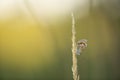 Plebejus gossamer-winged butterfly resting on straw