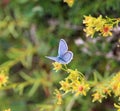 Plebejus idas, the Idas blue or northern blue butterfly Royalty Free Stock Photo