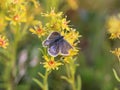 Plebejus idas, the Idas blue or northern blue butterfly Royalty Free Stock Photo