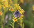 Plebejus idas, the Idas blue or northern blue butterfly Royalty Free Stock Photo