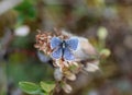 Plebejus idas, the Idas blue or northern blue butterfly Royalty Free Stock Photo