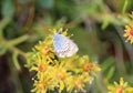 Plebejus idas, the Idas blue or northern blue butterfly Royalty Free Stock Photo