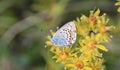 Plebejus idas, the Idas blue or northern blue butterfly Royalty Free Stock Photo