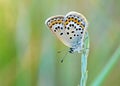 Plebejus idas , The Idas blue or northern blue butterfly Royalty Free Stock Photo