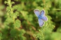 Plebejus idas , The Idas blue or northern blue butterfly Royalty Free Stock Photo