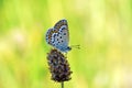 Plebejus idas , The Idas blue or northern blue butterfly Royalty Free Stock Photo