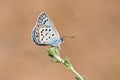 Plebejus loewii , the large jewel blue butterfly on flower