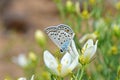 Plebejus loewii , the large jewel blue butterfly on flower