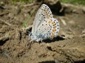 Plebejus near the water Royalty Free Stock Photo