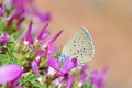 Plebejus sieversii butterfly , butterflies of Iran Royalty Free Stock Photo