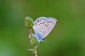 Plebejus sieversii butterfly , butterflies of Iran Royalty Free Stock Photo