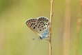 Plebejus vaneki butterfly , endemic butterflies of Iran