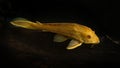 Pleco catfish albino Bristle-nose pleco gold Ancistrus dolichopterus Plecostomus aquarium fish