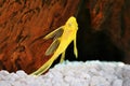 Pleco catfish albino Bristle-nose pleco gold Ancistrus dolichopterus Plecostomus aquarium fish