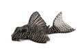 Pleco Catfish L-260 Queen Arabesque Hypostomus sp Plecostomus aquarium fish