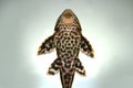 Pleco Catfish Plecostumus fish Royalty Free Stock Photo