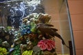 Pleco in a fish tank Royalty Free Stock Photo