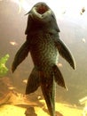 Pleco Royalty Free Stock Photo