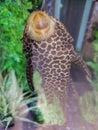 Pleco Sucker Fish Royalty Free Stock Photo