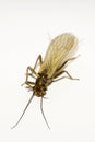 Plecoptera - stonefly - macro close-up isolated on a white background