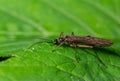 Detailed close-up of Plecoptera sp. stonefly resting on vibrant green leaf in natural habitat during daylight hours Royalty Free Stock Photo