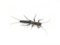 Plecoptera stonefly fish bait insect