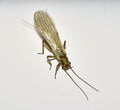 Plecoptera - stonefly - macro close-up isolated on a white background