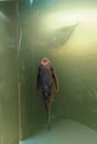 Plecostomus ornamental fish