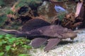 Pterygoplichthys pardalis catfish Royalty Free Stock Photo