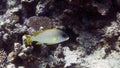 Plectorhinchus gaterinus (Blackspotted rubberlips)