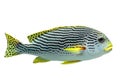 Plectorhinchus lineatus Royalty Free Stock Photo