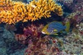 Plectorhinchus vittatus the yellow indian ocean oriental sweetlips fish in colorful underwater coral reef. marine animal wildlife