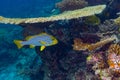 Plectorhinchus vittatus the yellow indian ocean oriental sweetlips fish in colorful underwater coral reef. marine animal wildlife