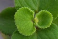 Plectranthus amboinicus, commonly known as oregano