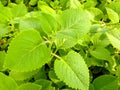 Plectranthus amboinicus Lour. Spreng plants.