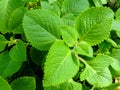 Plectranthus amboinicus Lour. Spreng plants.