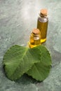 Plectranthus amboinicus with oil.