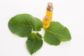 Plectranthus amboinicus with oil. Mexican mint or Tiger`s ear plant Royalty Free Stock Photo