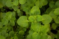 Plectranthus amboinicus Royalty Free Stock Photo