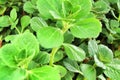 Plectranthus Amboinicus plant in the garden