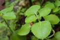 Plectranthus amboinicus plant stock image